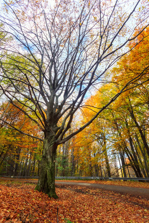 Autumn beech fall forest in Bukk-Hungary