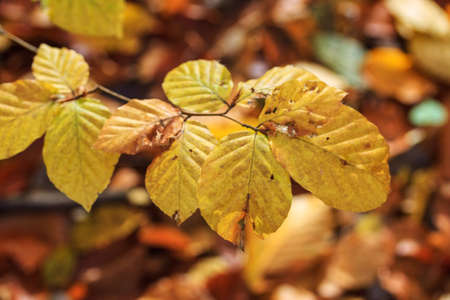 Autumn leaves, very shallow focusの写真素材