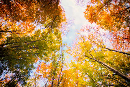 Autumn beech fall forest in Bukk-Hungaryの写真素材