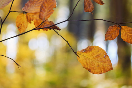 Autumn leaves, very shallow focusの写真素材
