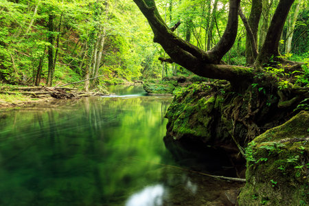 River deep in mountain forest  in Cheile Nerei national park -Romania