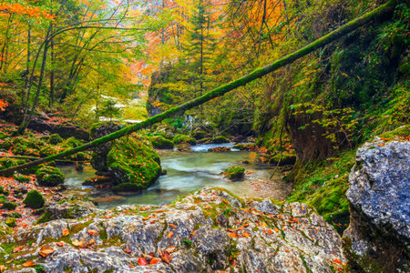 Creek deep in mountain forest in Transylvania,Romania