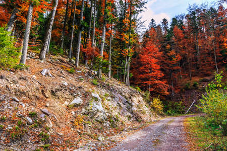 Footpath winding through colorful forest in Transylvania-Romaniaの写真素材