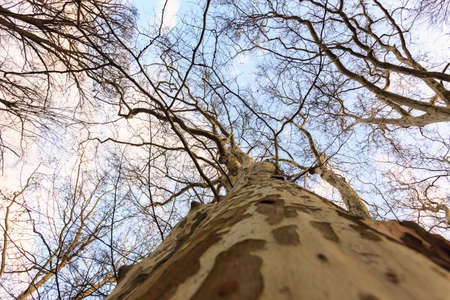 Magical bare trees of an autumn forest in Hungaryの写真素材