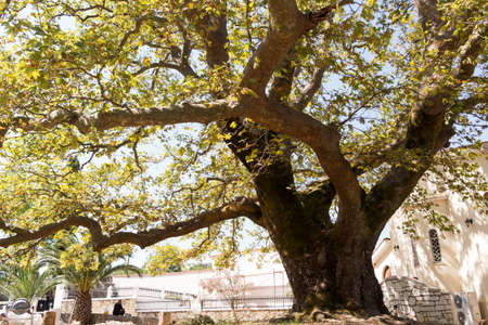 Old tree in beautiful island of Zante in Greeceの写真素材