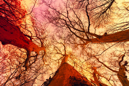 Magical bare trees of an autumn forest in Hungary