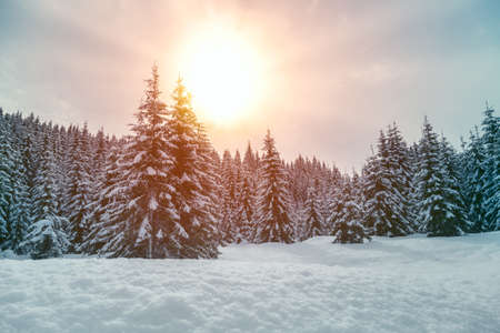 Beautiful sunset in winter forest Jluia Alps in Sloveniaの写真素材