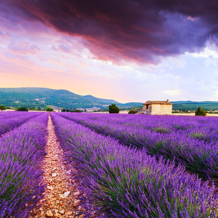 Lavender field summer sunset landscape near Sault..Provence,France