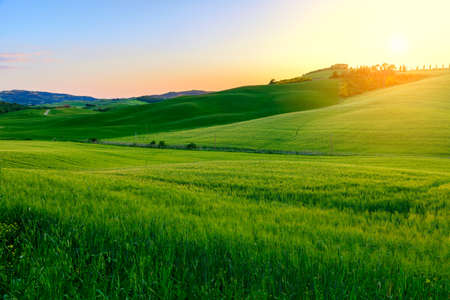Summer in the fields of Tuscany in the sunset-Italyの写真素材
