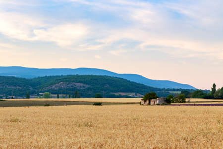 Golden wheat field and sunset day near Sault, Provence-Franceの写真素材