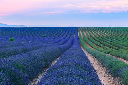 Beautiful landscape of lavender fields at sunset near Valensole, Provence-Franceの写真素材