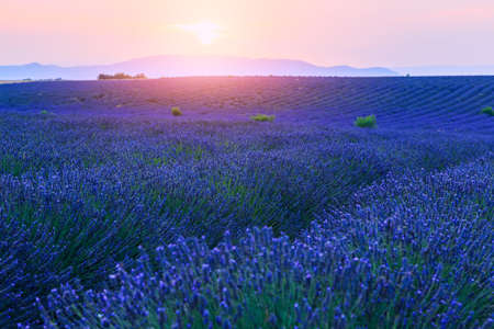 Beautiful landscape of lavender fields at sunset near Valensole, Provence-Franceの写真素材