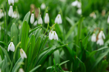 Spring snowdrop (Galanthus nivalis) flowers blooming in forest in Hungaryの写真素材