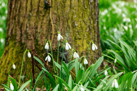 Spring snowdrop (Galanthus nivalis) flowers blooming in forest in Hungaryの写真素材