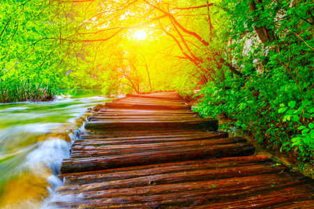 Summer forest pathway in plitvice national park-Croatiaの写真素材
