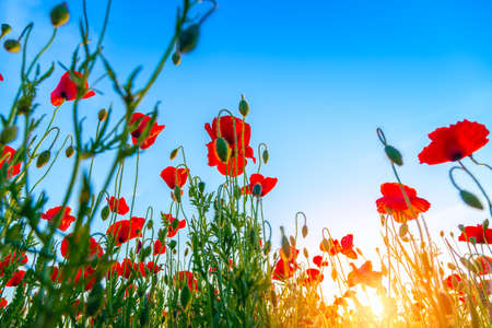 Poppies field meadow in summer in Hungaryの写真素材