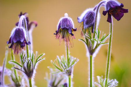 A group of Pulsatilla montana blooming on spring meadow in Hungary