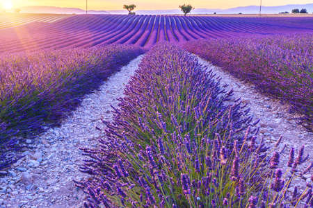 Beautiful sunset lavender field summer landscape near Valensole.Provence,Franceの写真素材