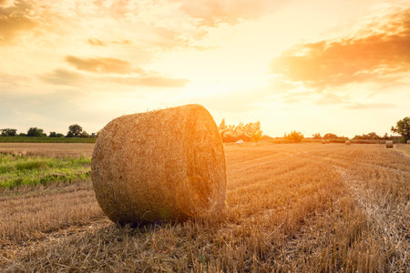Hay bales on the field after harvest, Hungary