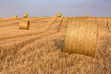 Hay bales on the field after harvest, Hungary