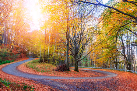 Pathway through the colorful and bright autumn forestの写真素材