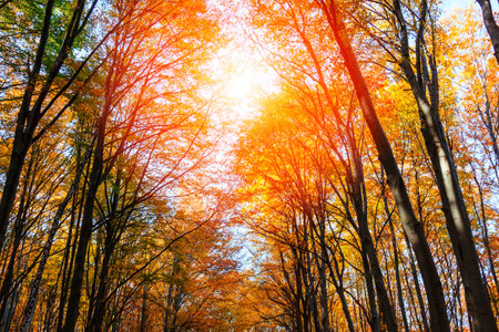 Beautiful autumn forest in Transylvania-Romania