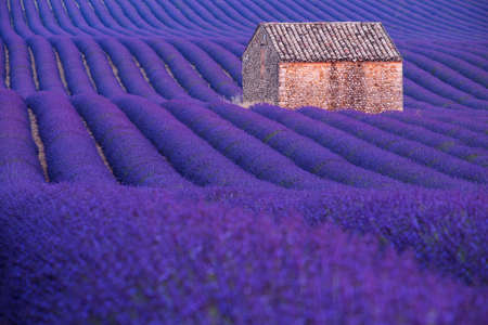 Desolate stone hut on lavender field in Provence region, Franceの写真素材