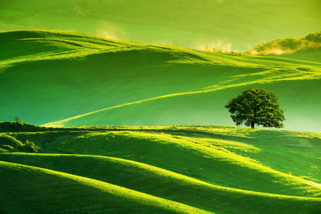 Waves hills, lonely tree, minimalistic landscape with green fields in the Tuscany. Italy