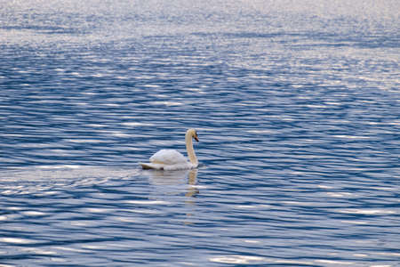 White Swan on the Hallstatt lake Austriaの写真素材
