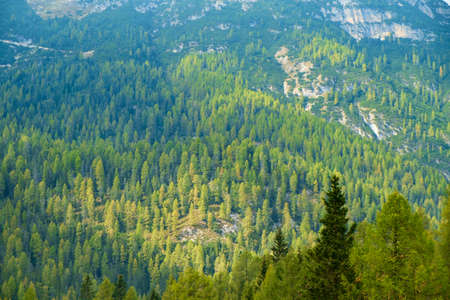 Aerial view of huge green healthy pine forest in Dolomites Alps, Italyの写真素材