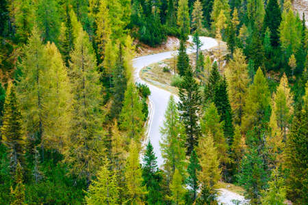 Aerial view of huge green healthy pine forest in Dolomites Alps, Italyの写真素材