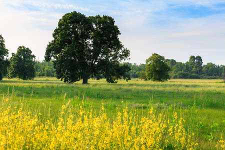 A lone tree in a green field near in Valensole.Provence,France.の写真素材