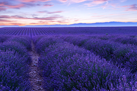 Lavender field summer sunset landscape  near Valensole.Provence,Franceの写真素材