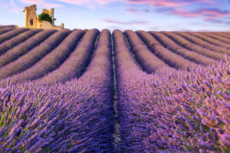 A lonely house standing in a lavender field in Valensole.Provence,France.の写真素材