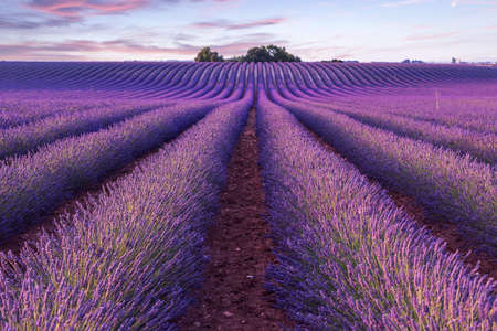 Lavender field summer sunset landscape  near Valensole.Provence,Franceの写真素材