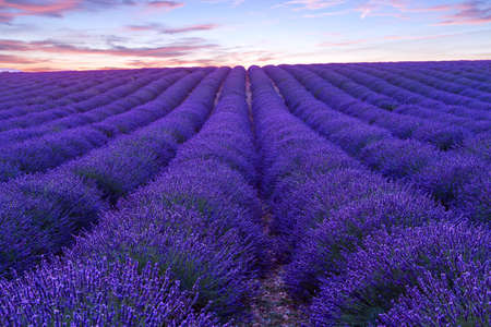 Lavender field summer sunset landscape  near Valensole.Provence,Franceの写真素材