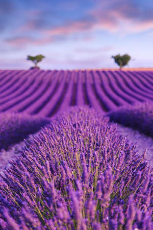 Lavender field summer sunset landscape  near Valensole.Provence,Franceの写真素材