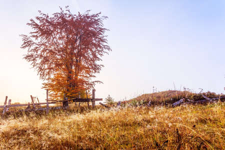 Magical sunrise with tree in Transylvania mountains in Romaniaの写真素材