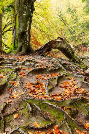 Tree roots and green forest in national park Plitvica, Croatiaの写真素材