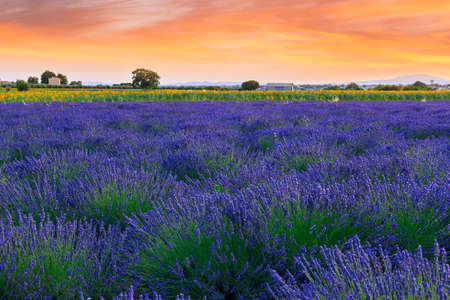 Lavender field summer sunset landscape near Valensole, Provence, Franceの写真素材