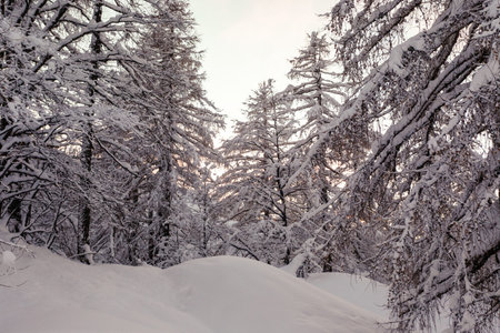 Winter landscape with fir trees in Julia Alps is Slovenia