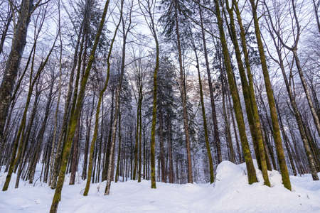 Winter forest in Julian Alps mountains in Sloveniaの写真素材