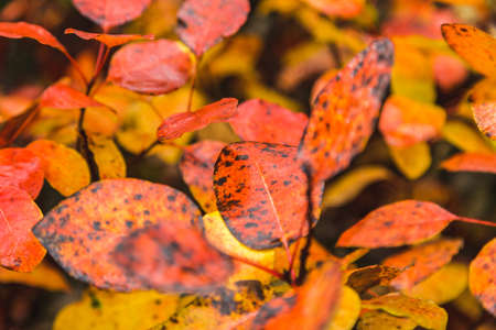 Red leaf covered by water drops of dewの写真素材