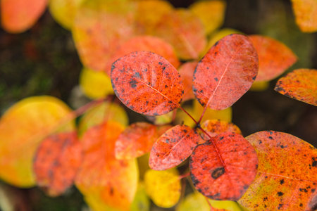 Red leaf covered by water drops of dew