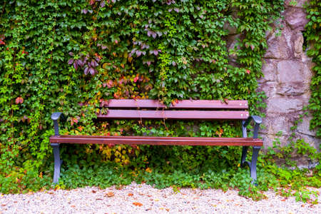 Wooden bench over the green leaves wall in the park.の写真素材