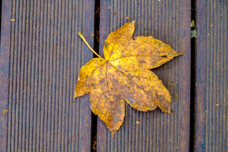 Wet fallen colorful autumn leaves on wooden footpathの写真素材
