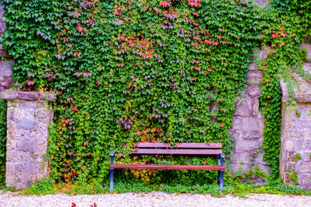 Wooden bench over the green leaves wall in the park.の写真素材