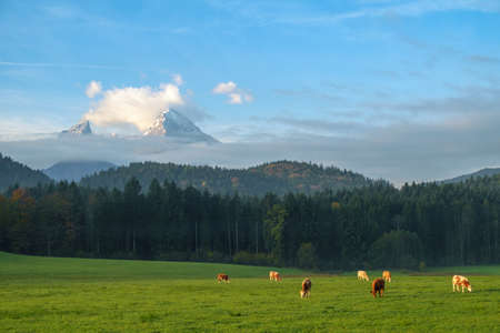 Cows grazing on a green lush meadow in the Bavarian Alps with and Watzmann massif in the background, Nationalpark Berchtesgadener Land, Bavaria, Germanyの写真素材