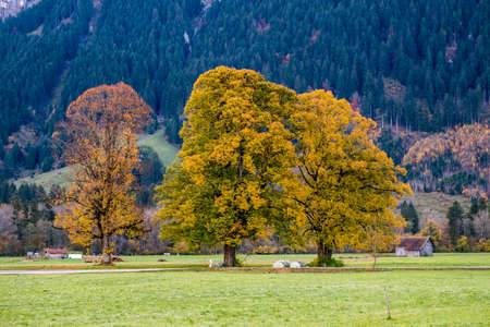 Idyllic autumn landscape in the Bavarian Alps, Germanyの写真素材