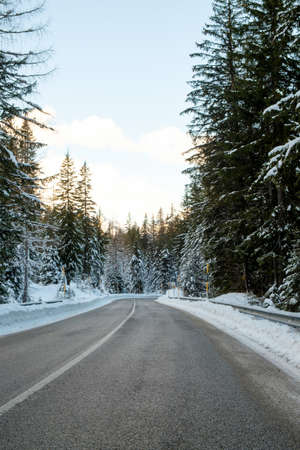Fir forest covered with first snow in the Dolomites, Italyの写真素材